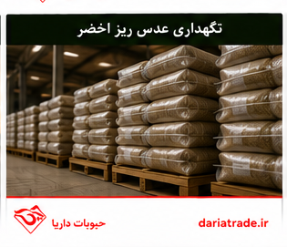 قیمت عمده عدس ریز اخضر