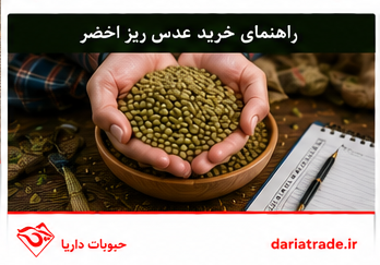 خرید عمده عدس ریز اخضر