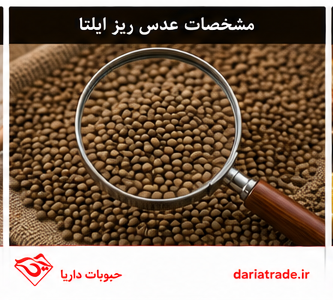 مشخصات عدس ریز ایلتا