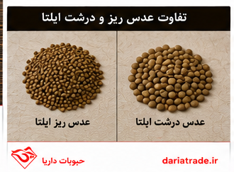 تفاوت عدس ریز و درشت ایلتا