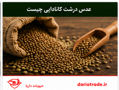 قیمت عدس درشت کانادایی چیست