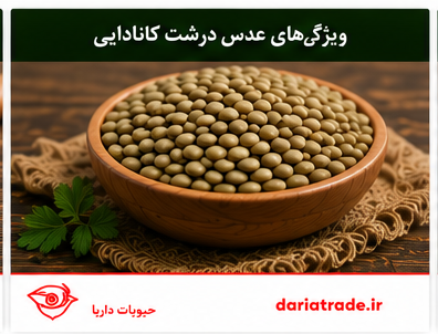 ویژگی ها و قیمت عدس درشت کانادایی