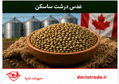 عدس درشت ساسکن کانادایی قیمت عمده