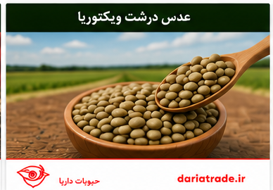 قیمت عدس درشت ویکتوریا