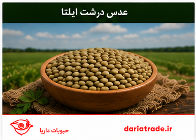 قیمت عدس درشت ایلتا 