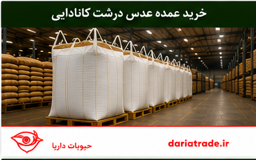 خرید عمده عدس درشت کانادایی 
