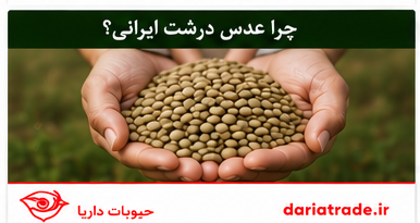 قیمت عدس درشت ایرانی