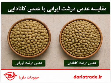 مقایسه قیمت عدس درشت ایرانی با کانادایی