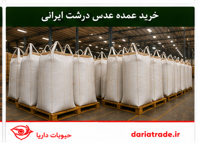 خرید عمده عدس درشت ایران