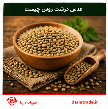 عدس درشت روسی
