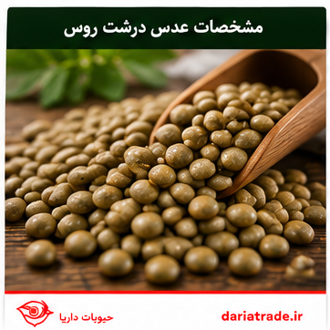مشخصات و قیمت عدس درشت روس