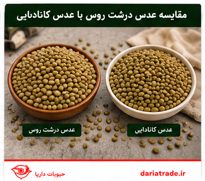 مقایسه عدس درشت روس با کانادایی