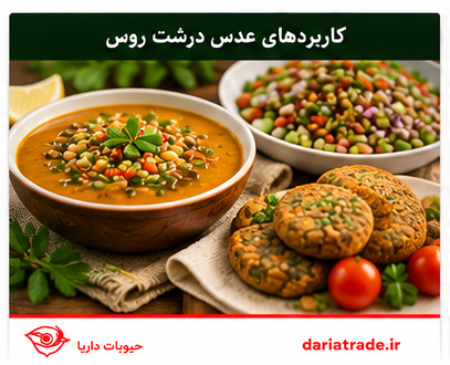 کاربرد عدس روسی درشت