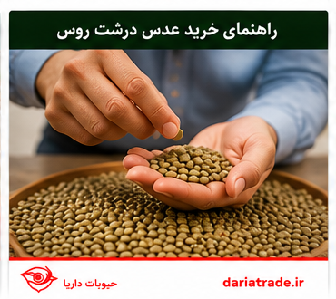 راهنمای خرید عدس درشت روسی
