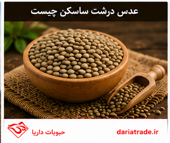 عدس درشت ساسکن چیست