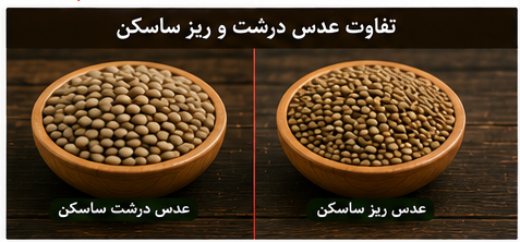 تفاوت عدس درشت و ریز ساسکن