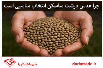 قیمت عدس درشت و ریز ساسکن