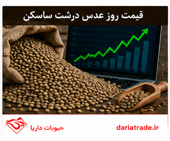 قیمت روز عدس درشت ساسکن