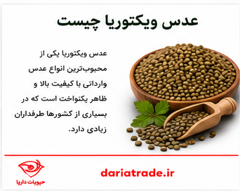 قیمت عدس ویکتوریا چیست