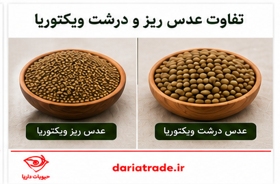 قیمت و تفاوت عدس ریز و درشت ویکتوریا