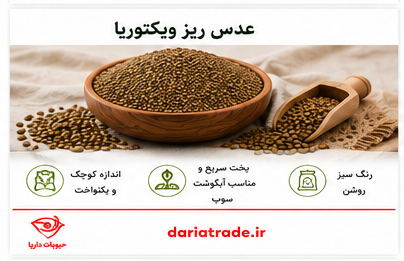 قیمت عدس ویکتوریا ریز