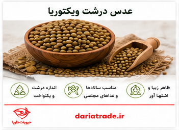 قیمت عدس ویکتوریا درشت
