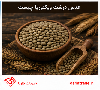 عدس درشت ویکتوریا کانادایی