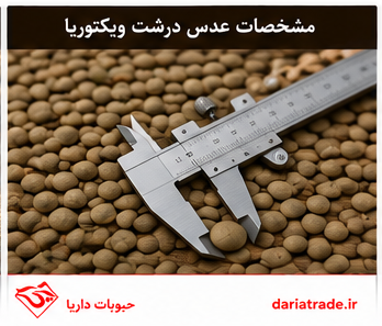 مشخصات عدس درشت ویکتوریا