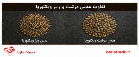 تفاوت قیمت عدس درشت ویکتوریا و ریز