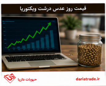 قیمت عدس درشت ویکتوریا به روز