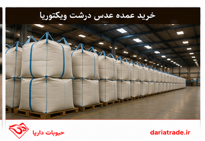 خرید عمده عدس درشت ویکتوریا