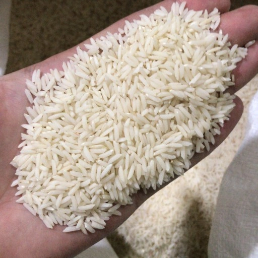قیمت برنج هاشمی تالش