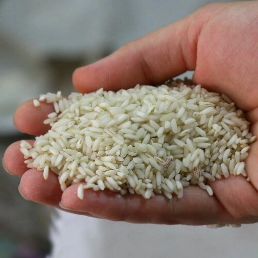 قیمت برنج چمپا