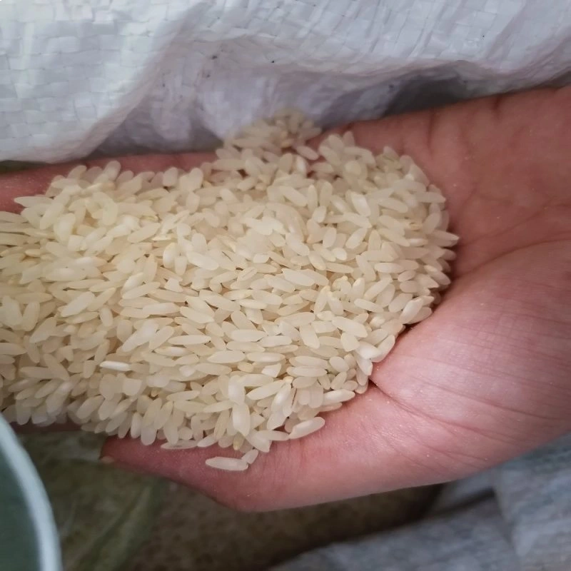 قیمت برنج کامفیروزی