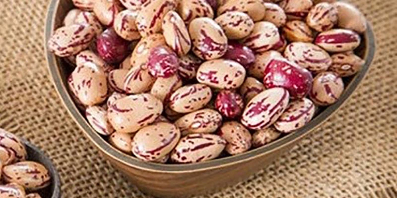 لوبیا چیتی خمین