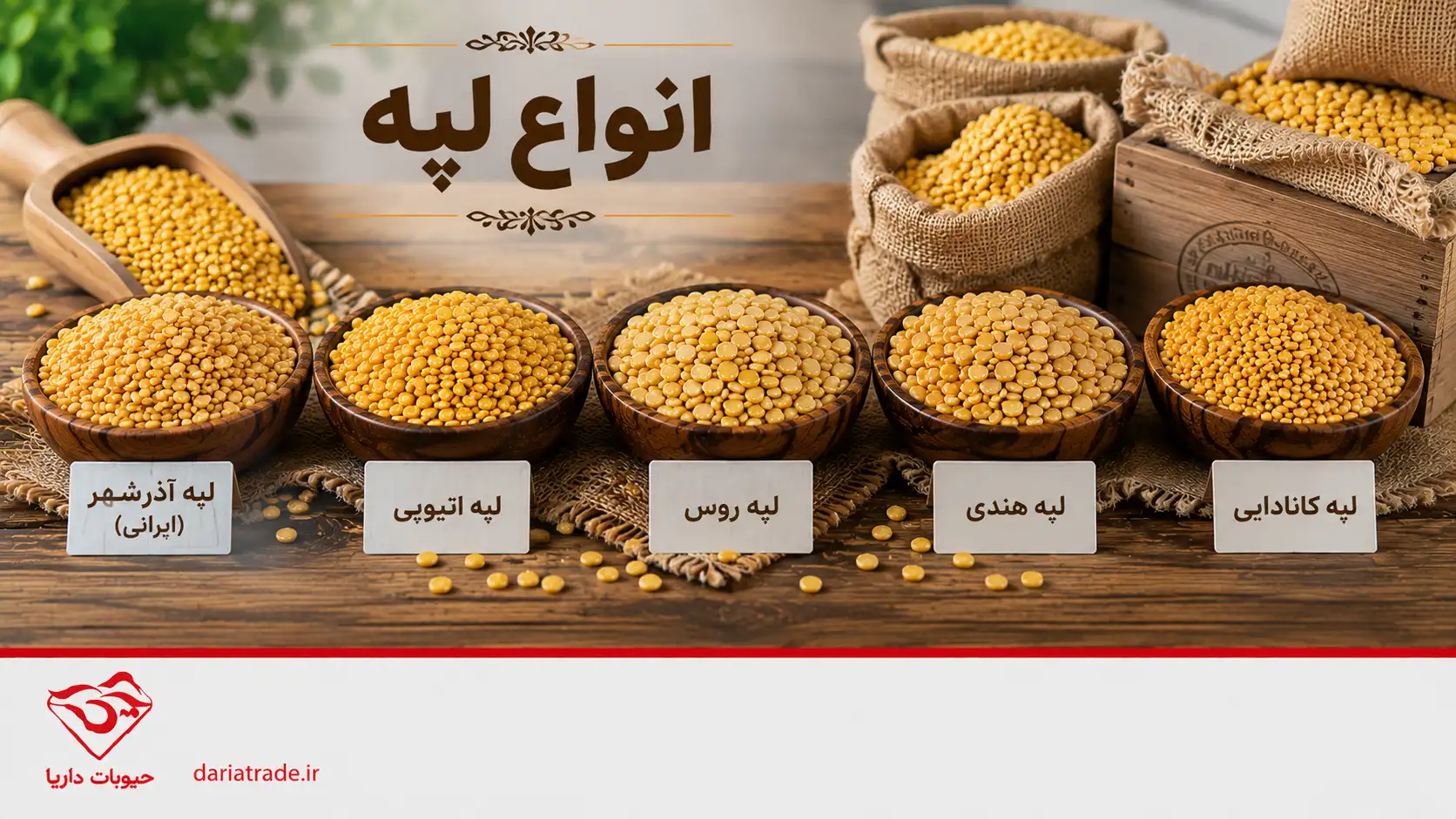 انواع لپه در بازار ایران