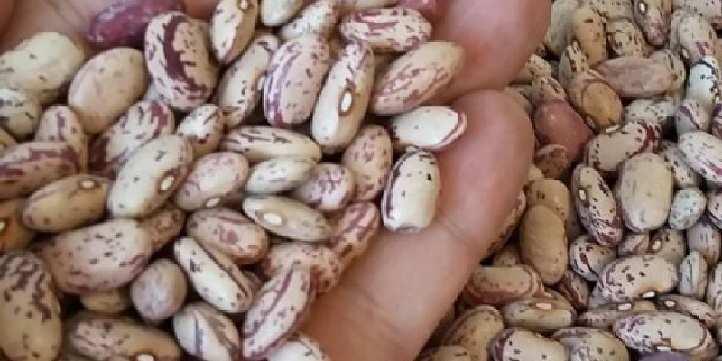 لوبیا چیتی اقلید
