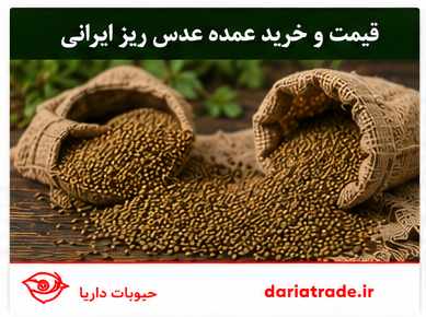 قیمت و خرید عمده عدس ریز ایرانی