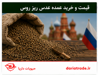 قیمت و خرید عمده عدس ریز روس