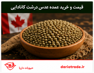 قیمت عدس درشت کانادایی