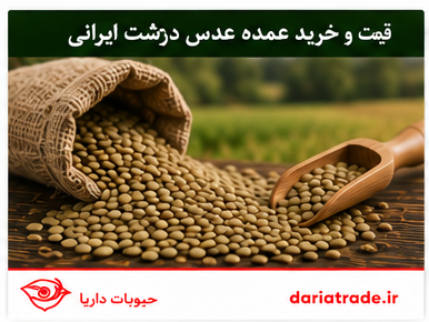 قیمت و خرید عدس درشت ایرانی