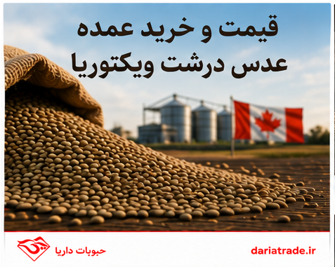 قیمت و خرید عمده عدس درشت ویکتوریا