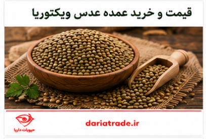 قیمت و خرید عدس ویکتوریا