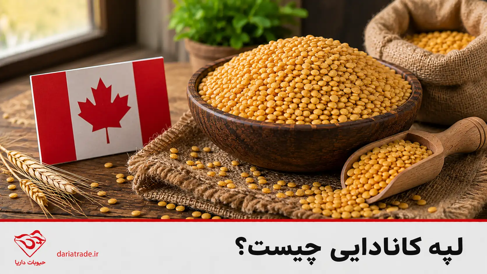 لپه کانادایی چیست