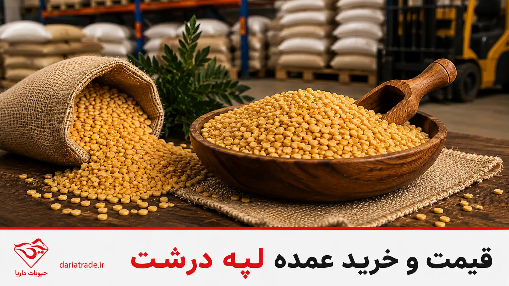 قیمت لپه درشت و خرید عمده