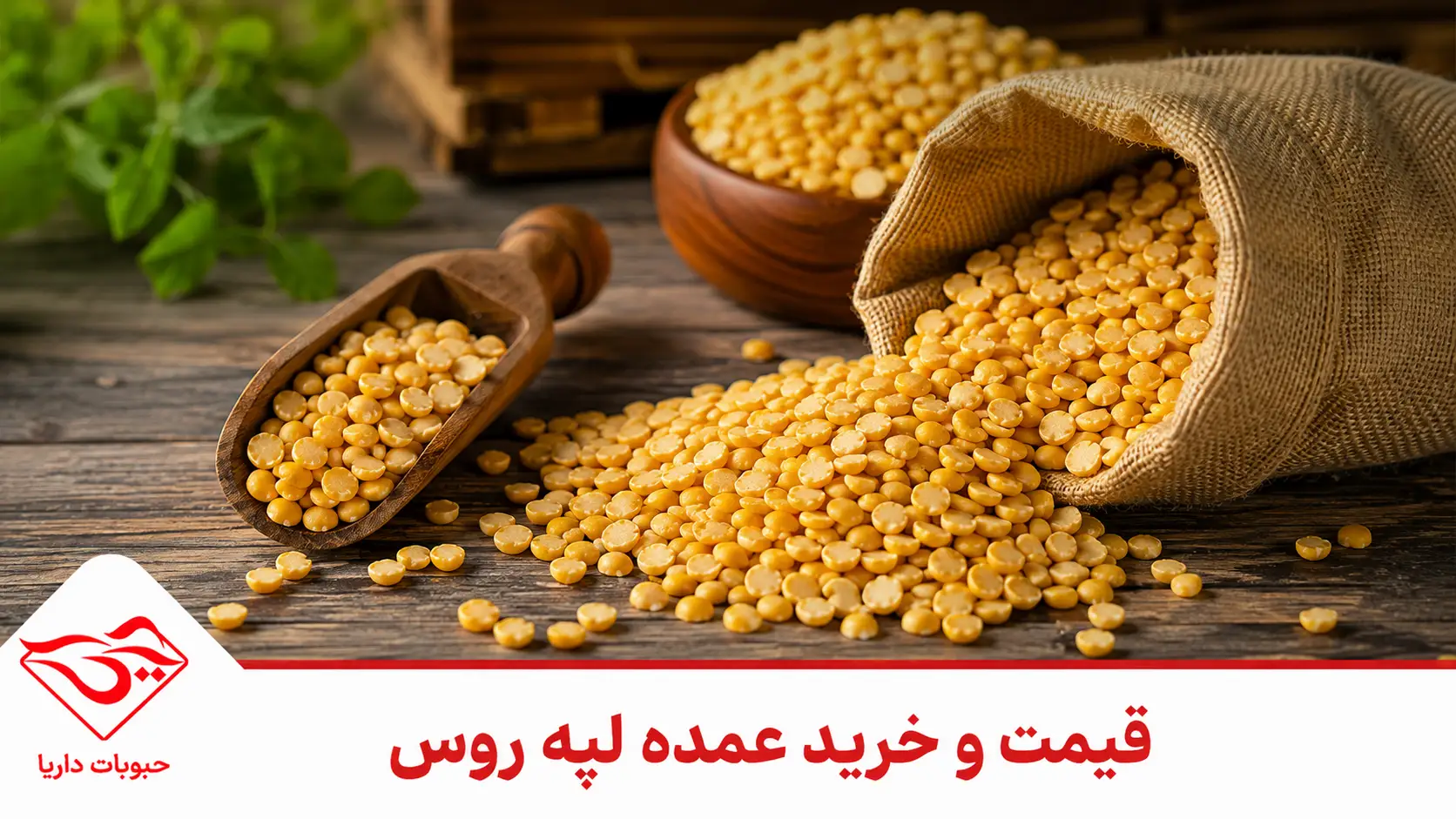 قیمت لپه روس و خرید عمده