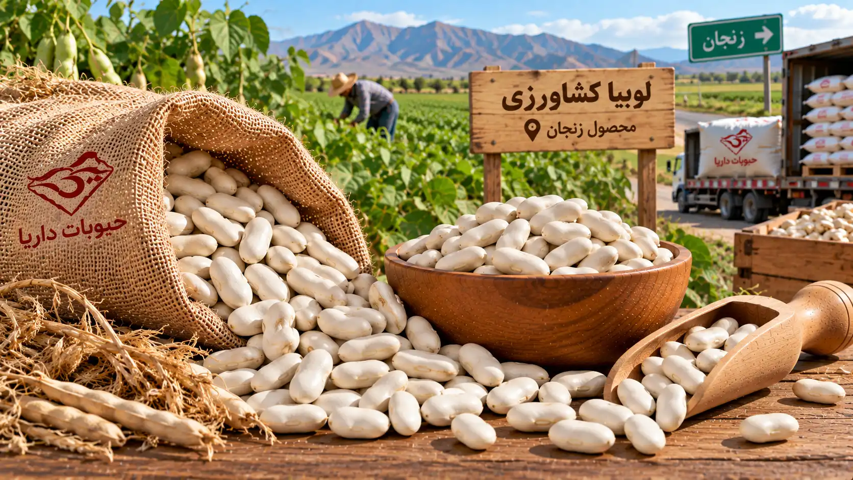 قیمت و خرید عمده لوبیا کشاورزی