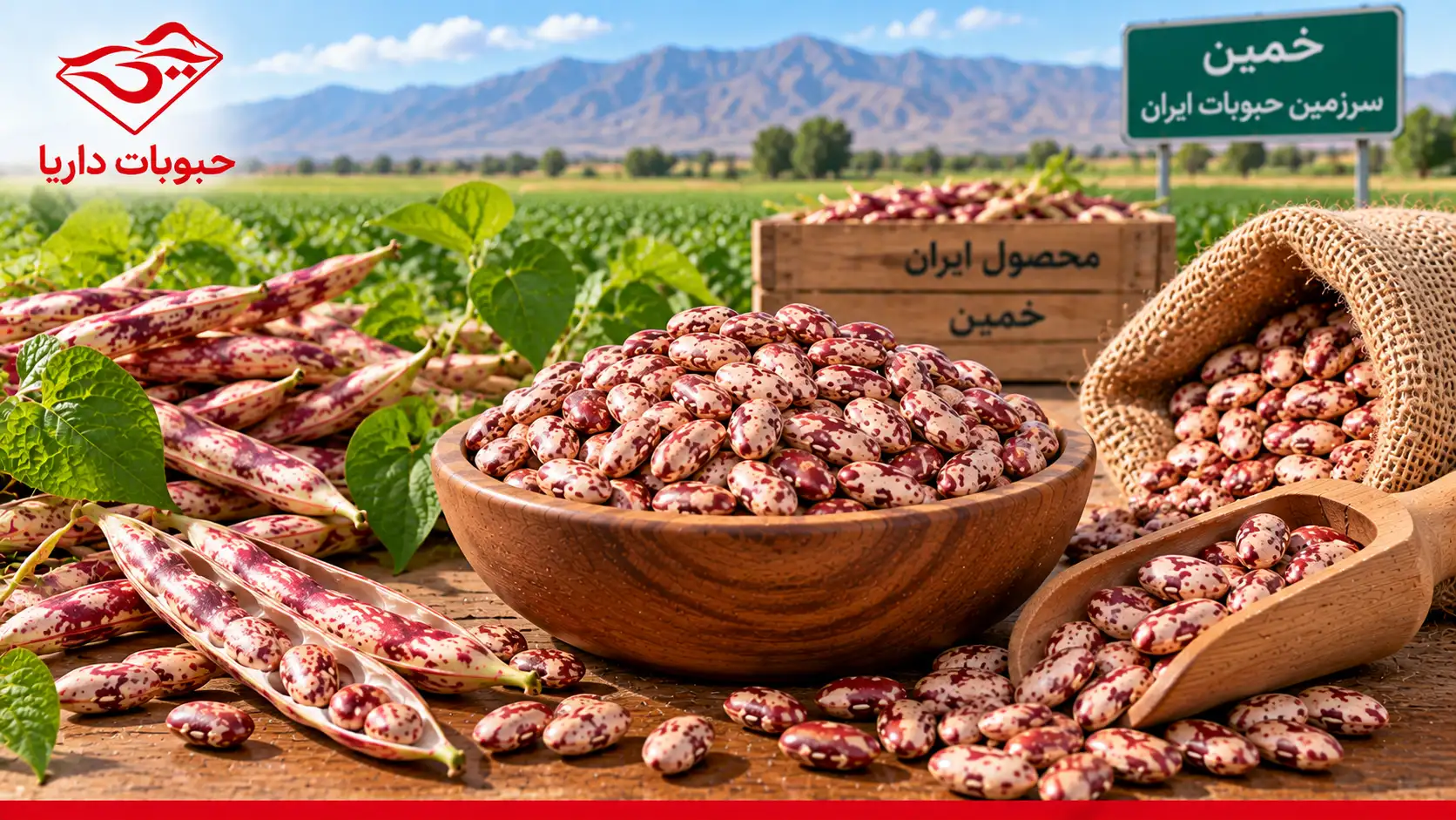 قیمت و خرید عمده لوبیا چیتی خمین