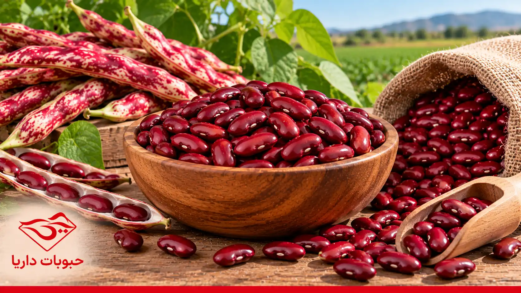 قیمت و خرید عمده لوبیا کپسولی